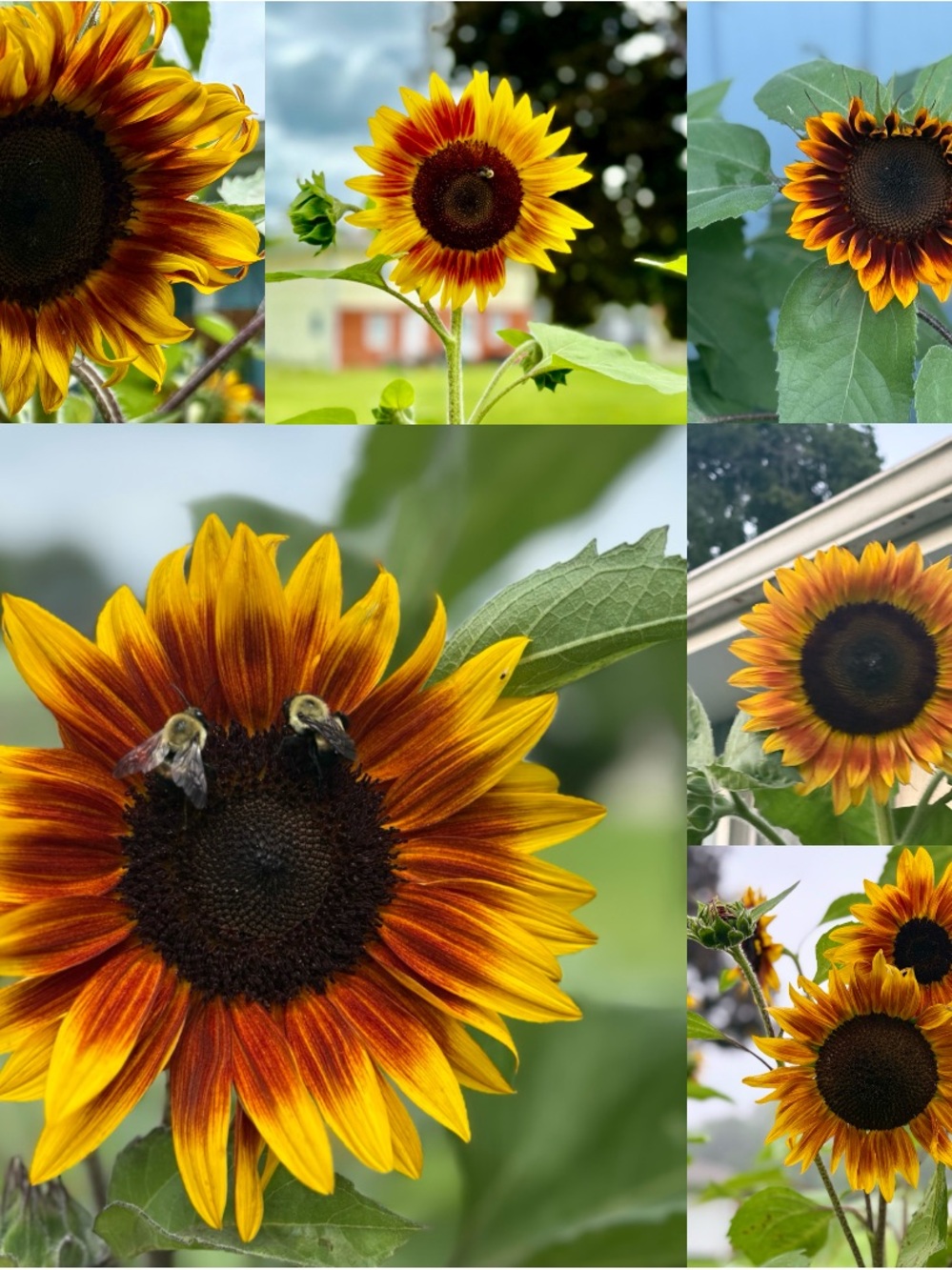 Beautiful Mix of Ring of Fire & Shock - O - Lat Sunflower Seeds (200+)
